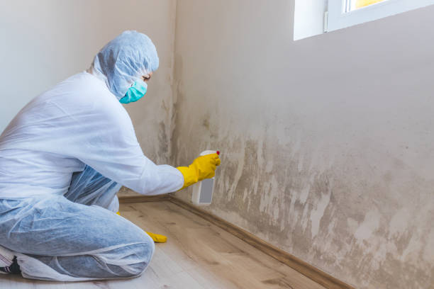 Licensed Black Mold Removal service in Newport, KY - WQB Mold Removal