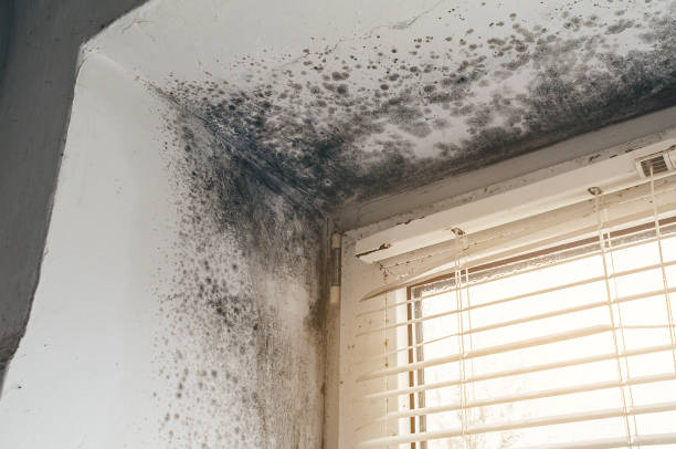 Affordable Black Mold Removal solutions in Newport, KY